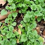 Hydrocotyle americana Liść