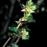 Ribes alpinum Blomma