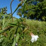 Distimake aegyptius फूल