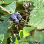 Rubus caesius Habitat