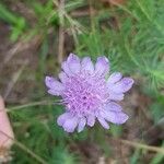 Scabiosa canescens Blüte