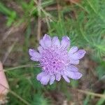 Scabiosa canescens फूल