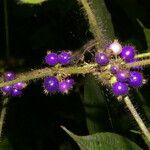 Miconia crenulata Blad