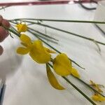 Spartium junceum Flower