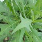 Lactuca canadensis Blad