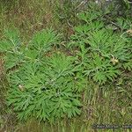 Paeonia californica Агульны выгляд