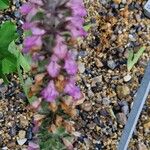 Stachys alpina Flower