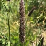 Phleum alpinum Cvet