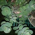 Sedum sieboldii Hoja