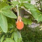 Passiflora caeruleaVaisius