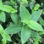 Tradescantia buckleyi Leaf