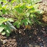 Potentilla grammopetala Hábito