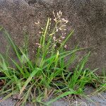 Eragrostis unioloides Blad