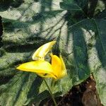 Crotalaria juncea Flower