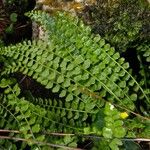 Asplenium viride Outro