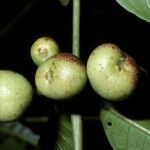 Siparuna guianensis Фрукт