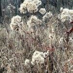 Solidago sempervirens Flor