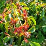 Stewartia rostrata Hoja