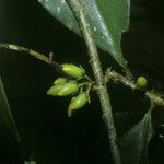 Erythroxylum macrophyllum Plod