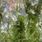 Galega orientalis Hostoa