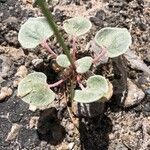 Eriogonum deflexum List