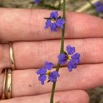 Dampiera stricta Fleur