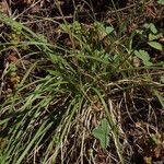 Danthonia intermedia आदत