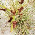 Cyperus ligularis Fruto