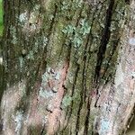 Cercidiphyllum japonicum Bark