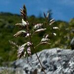 Poa badensis Кветка