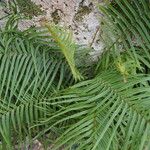 Pteris longifolia Habitus