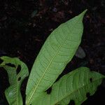 Iryanthera hostmannii Liść