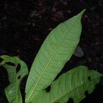 Iryanthera hostmannii 葉