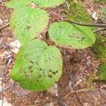 Viburnum lantanoides Leaf