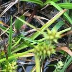 Carex oederi 叶