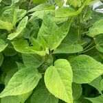 Hibiscus palustris Leaf