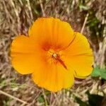 Eschscholzia californicaফুল