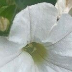 Calibrachoa parviflora Fiore