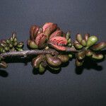 Xylopia cayennensis Froito