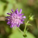 Knautia dipsacifoliaLorea