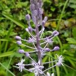 Nectaroscilla hyacinthoides