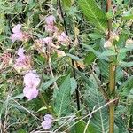 Impatiens glanduliferaFlower