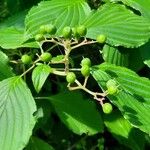 Cornus sanguineaFruit