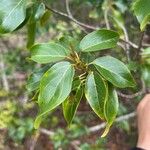 Colubrina oppositifolia