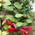 Aeschynanthus radicans Maua