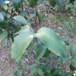 Garcinia intermedia Leaf