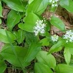 Maianthemum canadense Fleur