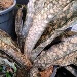 Dracaena pethera Folha