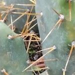 Opuntia stricta Blad