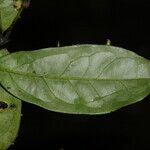 Diospyros bipindensis Hoja